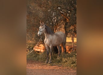 PRE, Merrie, 4 Jaar, 162 cm, Schimmel