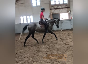 PRE, Merrie, 4 Jaar, 162 cm, Zwart