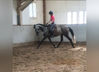 PRE, Merrie, 4 Jaar, 162 cm, Zwart