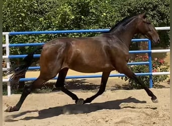 PRE, Merrie, 4 Jaar, 163 cm, Donkerbruin