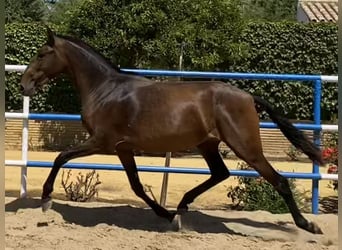 PRE, Merrie, 4 Jaar, 163 cm, Donkerbruin