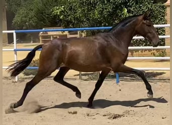 PRE, Merrie, 4 Jaar, 163 cm, Donkerbruin