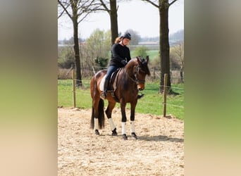 PRE Mix, Merrie, 4 Jaar, 165 cm, Bruin