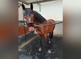 PRE Mix, Merrie, 4 Jaar, 165 cm, Bruin