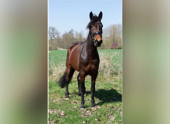 PRE Mix, Merrie, 4 Jaar, 165 cm, Bruin