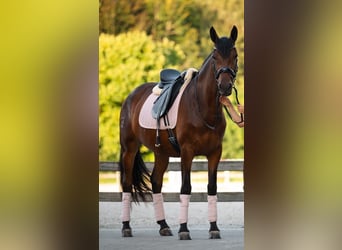 PRE Mix, Merrie, 4 Jaar, 165 cm, Bruin