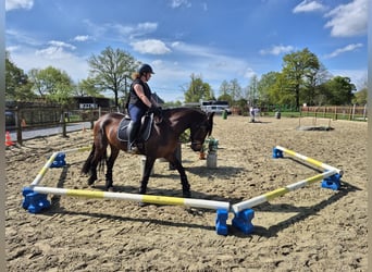 PRE Mix, Merrie, 4 Jaar, 165 cm, Bruin