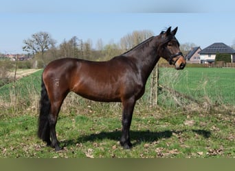 PRE Mix, Merrie, 4 Jaar, 165 cm, Bruin