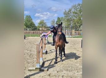 PRE Mix, Merrie, 4 Jaar, 165 cm, Bruin