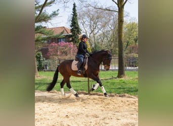 PRE Mix, Merrie, 4 Jaar, 165 cm, Bruin