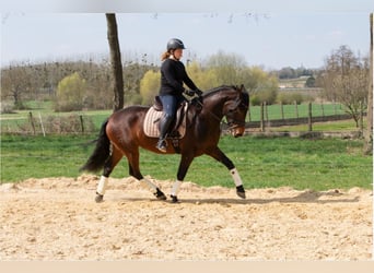 PRE Mix, Merrie, 4 Jaar, 165 cm, Bruin