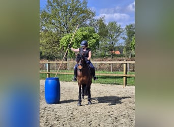 PRE Mix, Merrie, 4 Jaar, 165 cm, Bruin