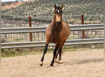 PRE, Merrie, 4 Jaar, 165 cm, Falbe