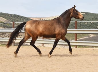 PRE, Merrie, 4 Jaar, 165 cm, Falbe