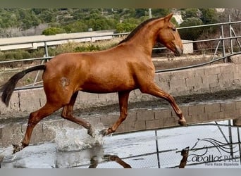 PRE Mix, Merrie, 4 Jaar, 166 cm, Vos