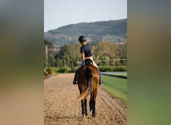 PRE, Merrie, 4 Jaar, 167 cm, Schimmel