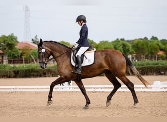 PRE, Merrie, 4 Jaar, 167 cm, Schimmel