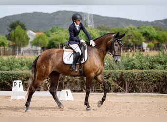 PRE, Merrie, 4 Jaar, 167 cm, Schimmel