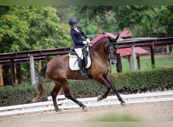 PRE, Merrie, 4 Jaar, 167 cm, Schimmel