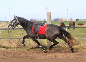 PRE Mix, Merrie, 4 Jaar, 167 cm, Schimmel