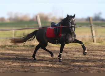 PRE Mix, Merrie, 4 Jaar, 167 cm, Schimmel
