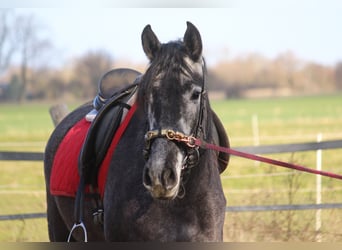 PRE Mix, Merrie, 4 Jaar, 167 cm, Schimmel