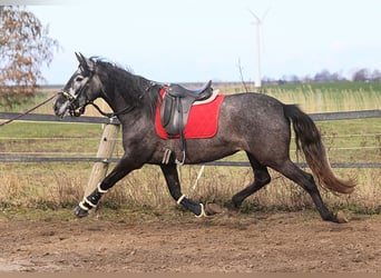 PRE Mix, Merrie, 4 Jaar, 167 cm, Schimmel