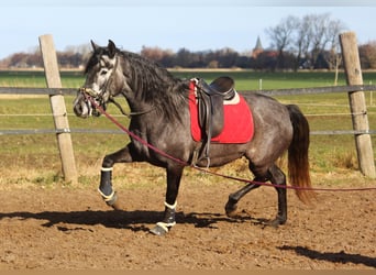PRE Mix, Merrie, 4 Jaar, 167 cm, Schimmel