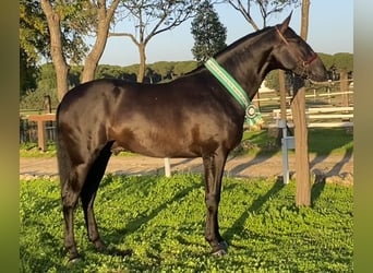 PRE, Merrie, 4 Jaar, 167 cm, Schimmel