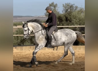 PRE Mix, Merrie, 4 Jaar, 168 cm, Schimmel