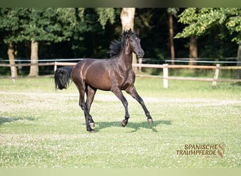 PRE Mix, Merrie, 4 Jaar, 168 cm, Zwart