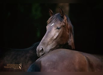 PRE Mix, Merrie, 4 Jaar, 168 cm, Zwart