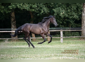 PRE Mix, Merrie, 4 Jaar, 168 cm, Zwart
