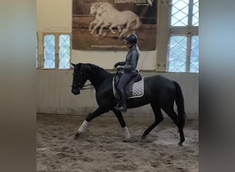 PRE Mix, Merrie, 4 Jaar, 168 cm, Zwart
