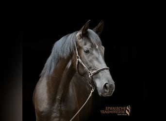 PRE Mix, Merrie, 4 Jaar, 168 cm, Zwart