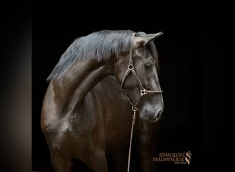 PRE Mix, Merrie, 4 Jaar, 168 cm, Zwart