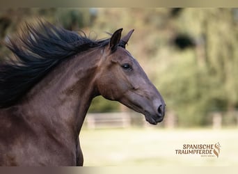 PRE Mix, Merrie, 4 Jaar, 168 cm, Zwart