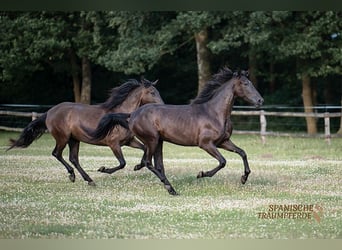 PRE Mix, Merrie, 4 Jaar, 168 cm, Zwart