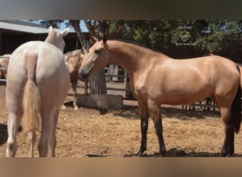 PRE Mix, Merrie, 4 Jaar, 170 cm, Falbe