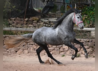 PRE Mix, Merrie, 4 Jaar, 170 cm, Schimmel