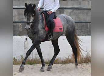 PRE Mix, Merrie, 4 Jaar, 170 cm, Schimmel