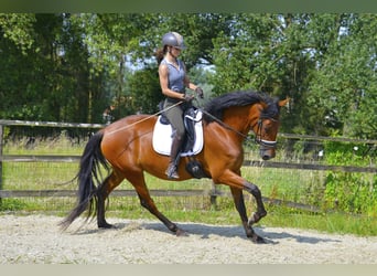 PRE, Stute, 4 Jahre, 171 cm, Brauner