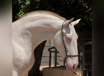 PRE Mix, Merrie, 4 Jaar, 171 cm, Perlino