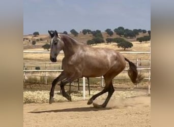 PRE, Merrie, 4 Jaar, 177 cm, Vliegenschimmel