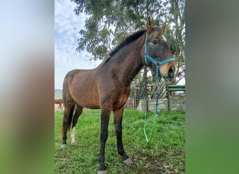 PRE Mix, Merrie, 5 Jaar, 149 cm, Bruin