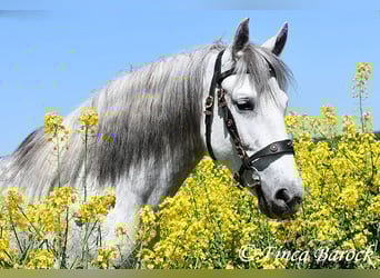 PRE, Merrie, 5 Jaar, 151 cm, Schimmel