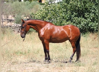 PRE Mix, Merrie, 5 Jaar, 154 cm, Bruin
