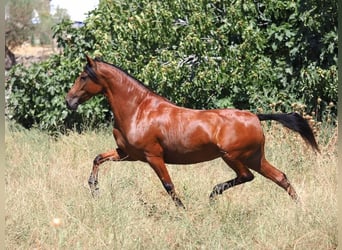 PRE Mix, Merrie, 5 Jaar, 154 cm, Bruin
