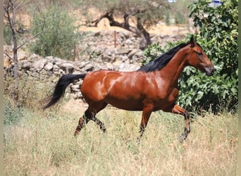 PRE Mix, Merrie, 5 Jaar, 154 cm, Bruin