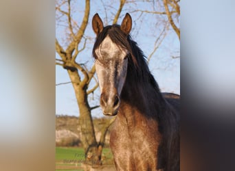 PRE, Merrie, 5 Jaar, 154 cm, Schimmel